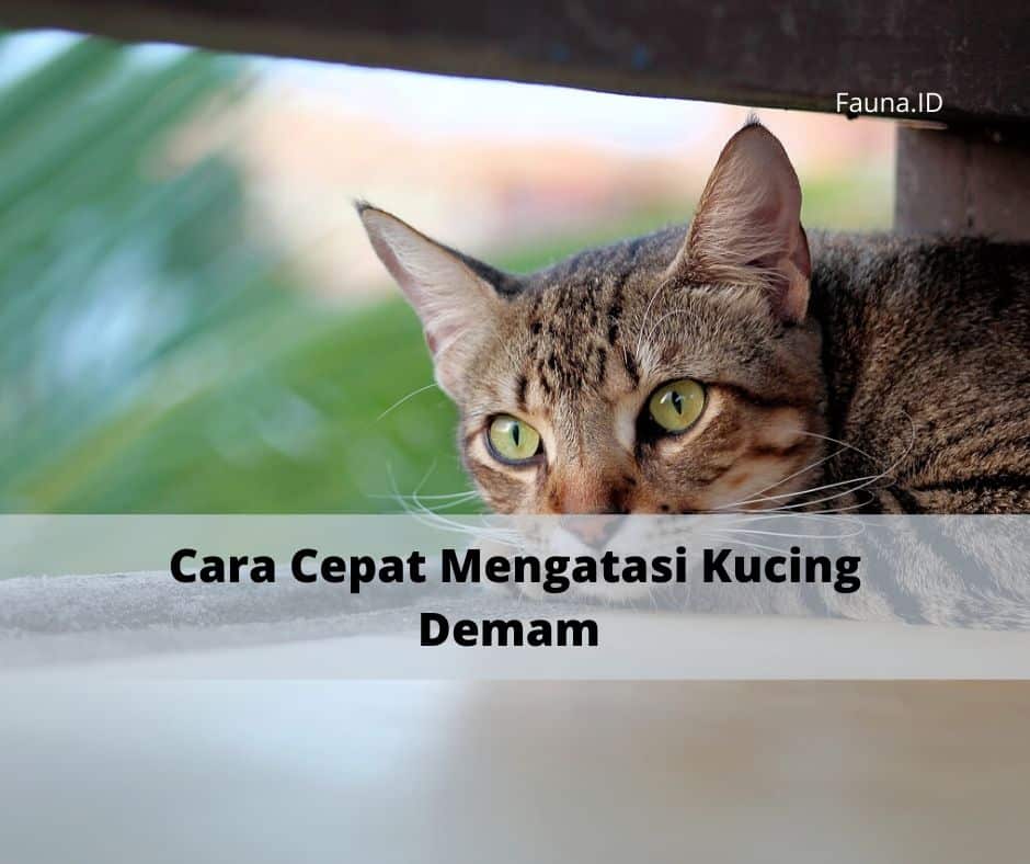 Cara Cepat Mengatasi Kucing Demam