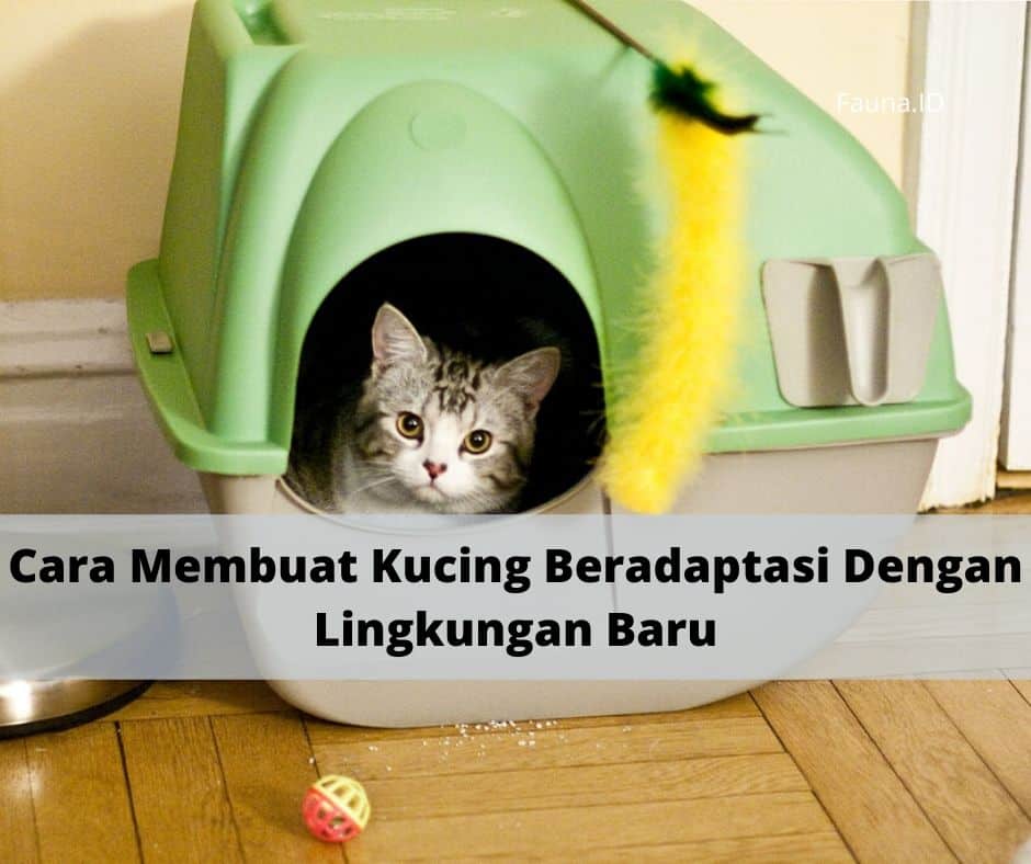 Cara Membuat Kucing Beradaptasi Dengan Lingkungan Baru