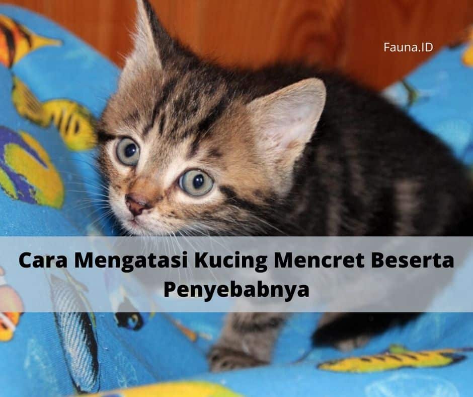 Cara Mengatasi Kucing Mencret Beserta Penyebabnya