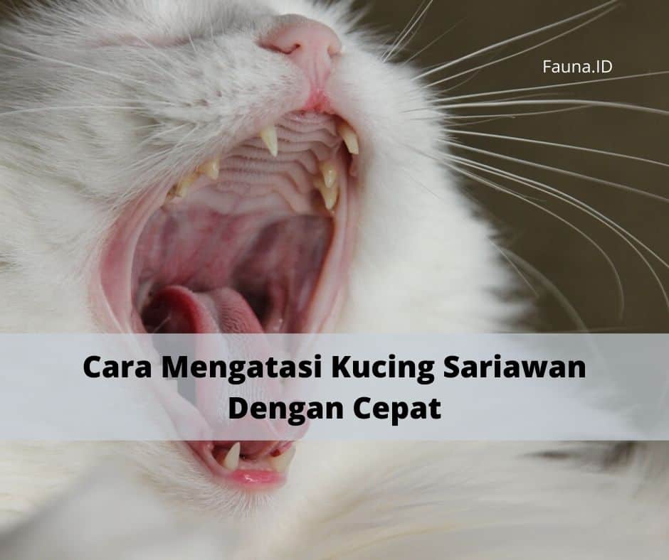 Cara Mengatasi Kucing Sariawan Dengan Cepat