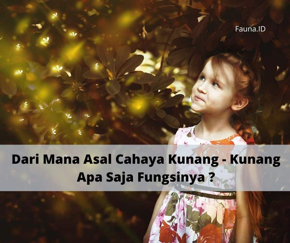 Dari Mana Asal Cahaya Kunang - Kunang dan Apa Saja Fungsinya