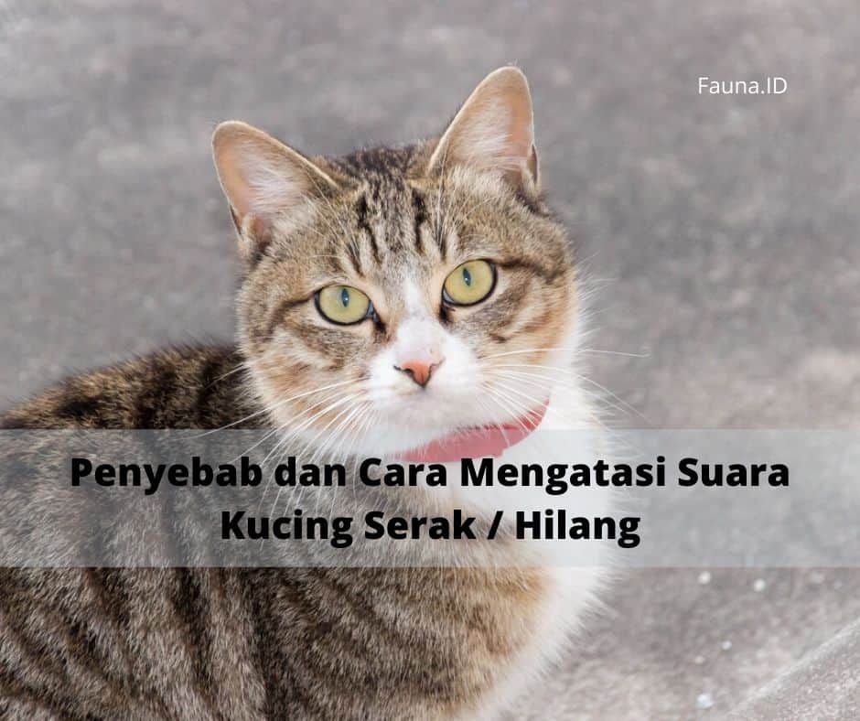 Penyebab dan Cara Mengatasi Suara Kucing Serak _ Hilang
